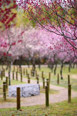 In forest of the plum of Nara (4)