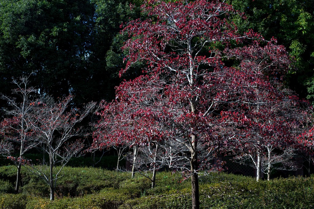 Landscape seen at a park (3)
