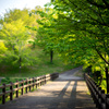 Morning promenade