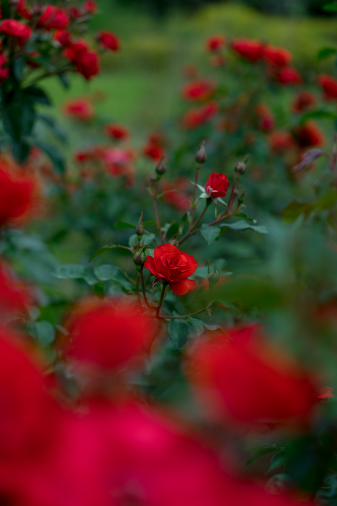 Red rose