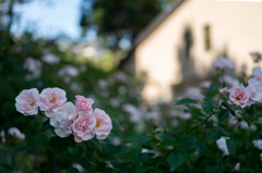 Pink rose