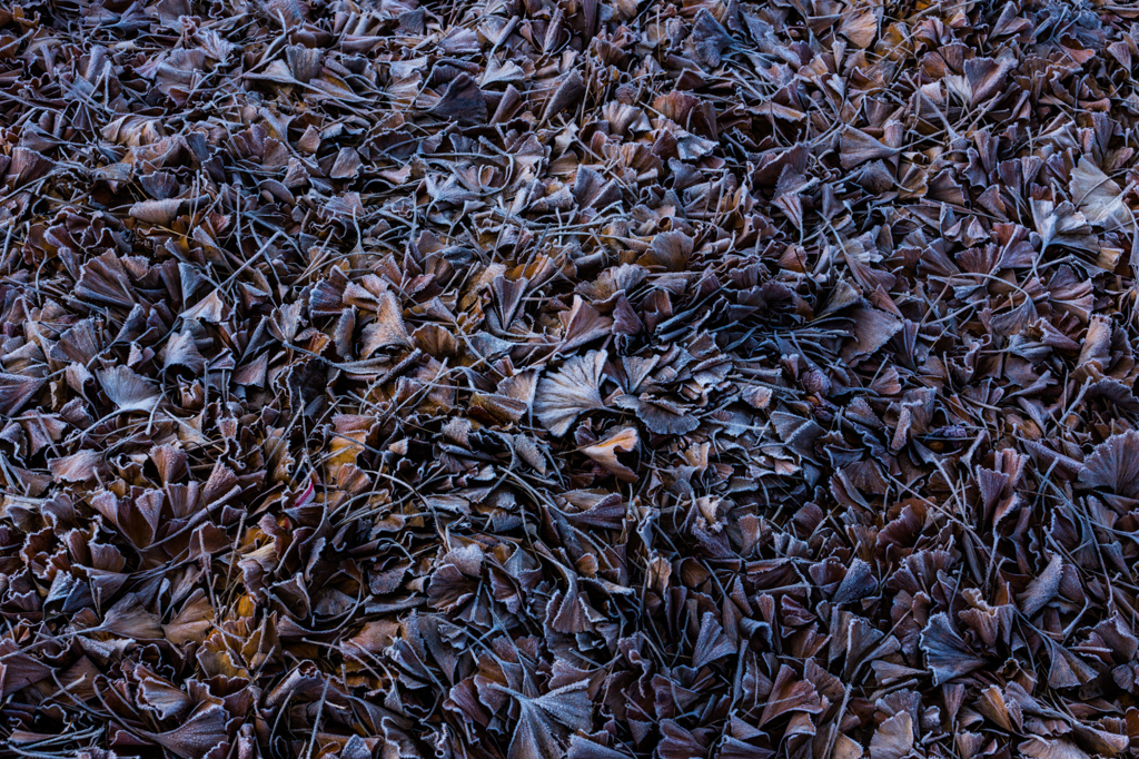 Morning frost (1)