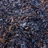 Morning frost (1)