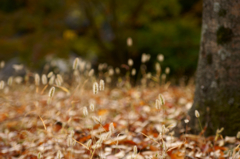 Inside of fallen leaves