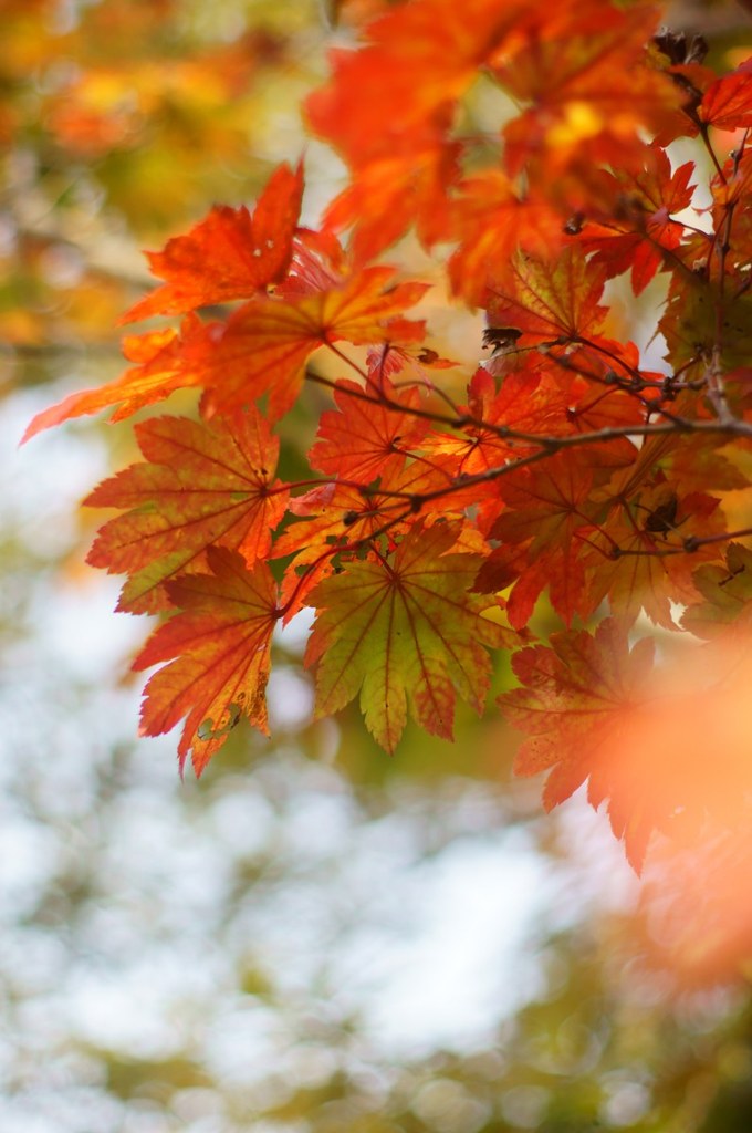 Autumn brightness