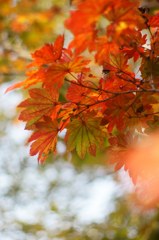 Autumn brightness
