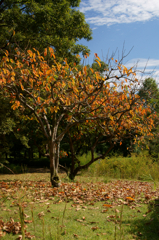 Autumn footsteps