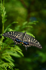 Asian swallowtail