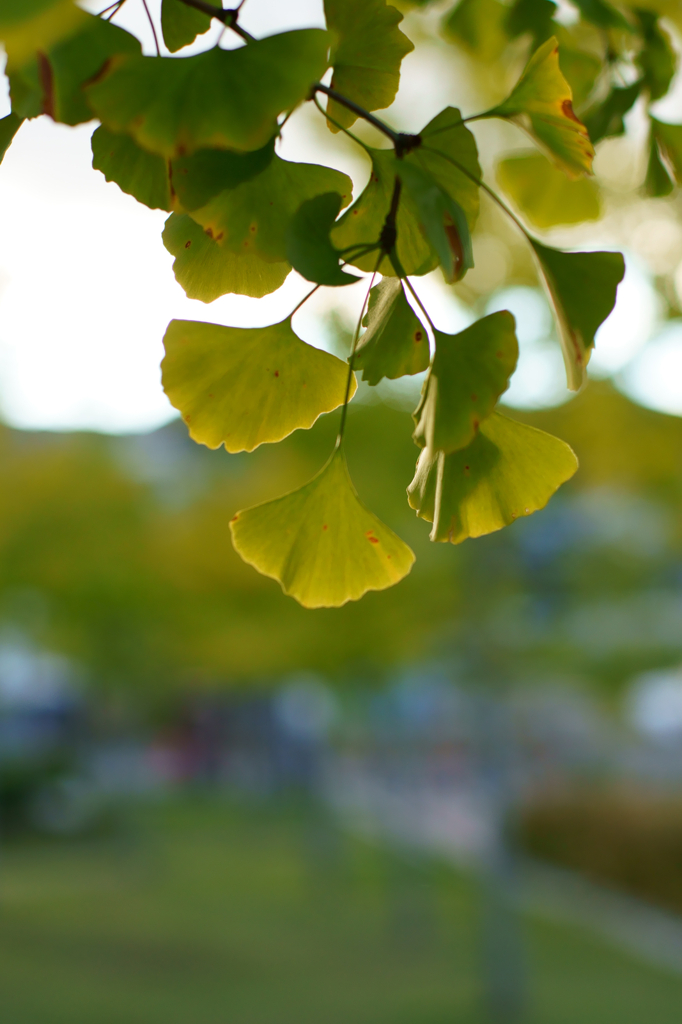 Ginkgo (Evening)