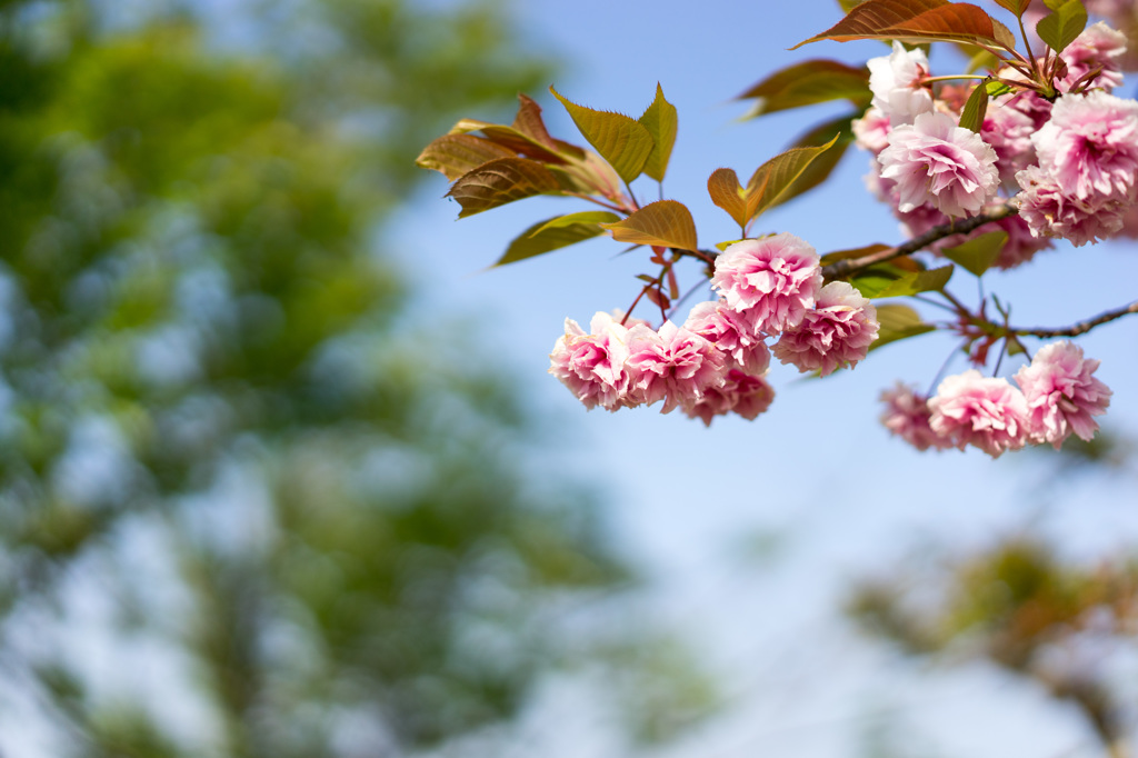 Cherry tree