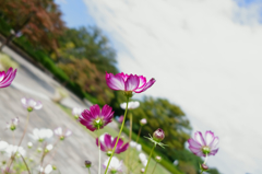 公園のコスモス