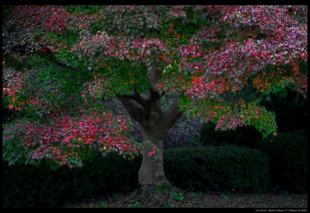 紅葉