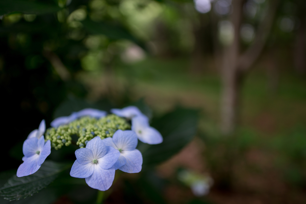 Light blue