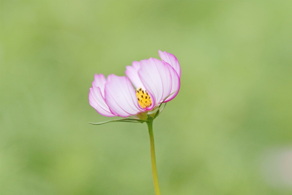 優しい花