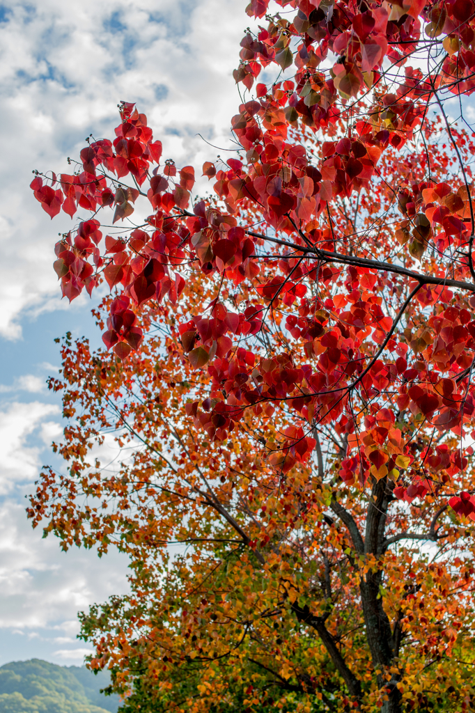 Autumn red