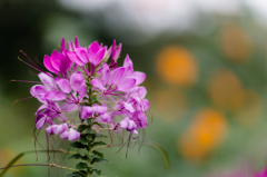 Gentle color