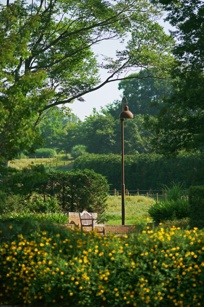 Bench of the park