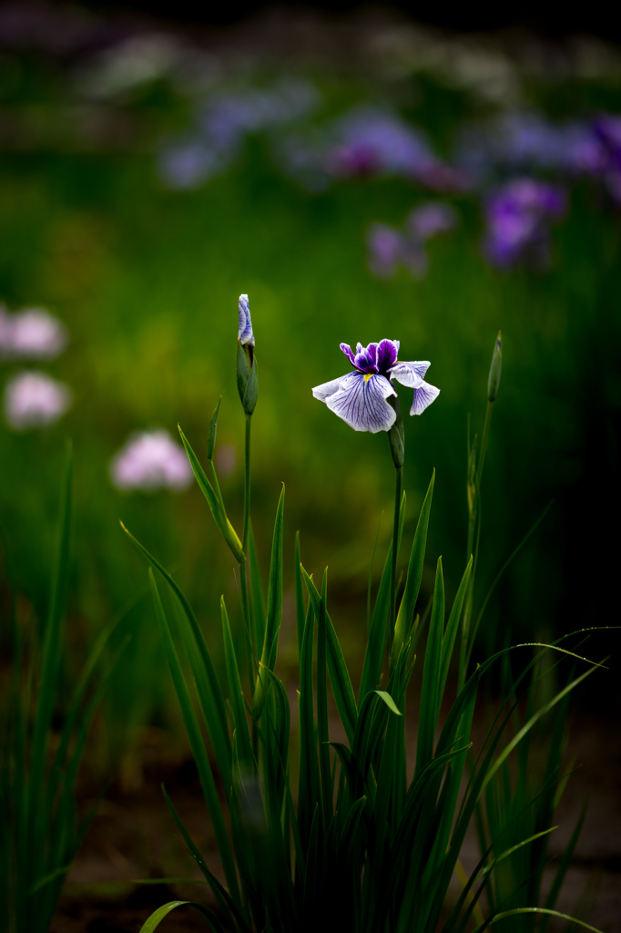 菖蒲