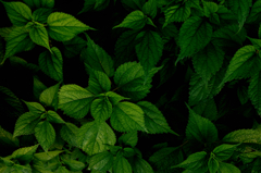 Leaf