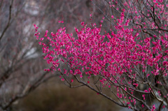 Flower (red) of the plum