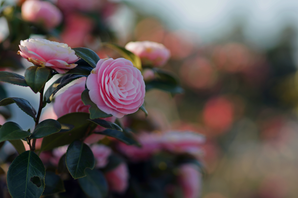 Camellia