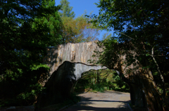 gate of the tree