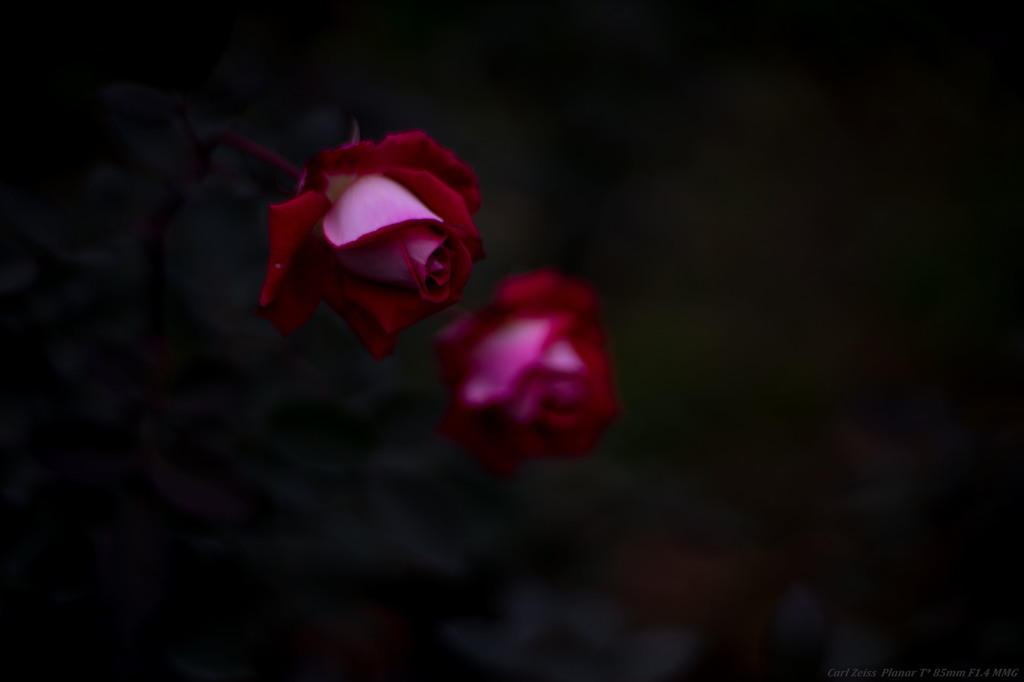 薔薇