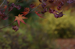 Autumn end (last leaf )
