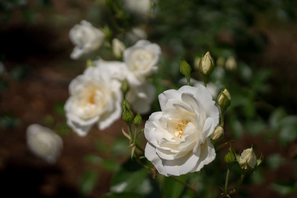 White rose