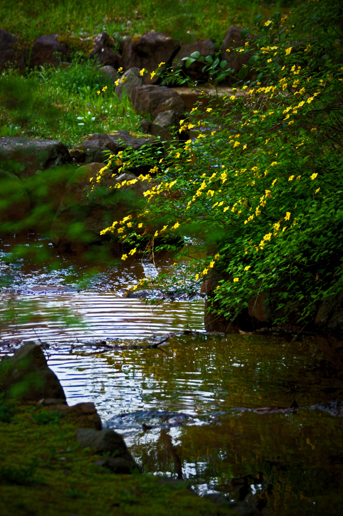 Small flowers　(小さな花たち)