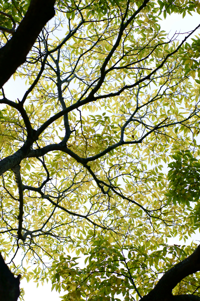 Branch