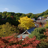 Shigisan (Ginkgo)