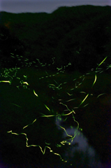 Firefly