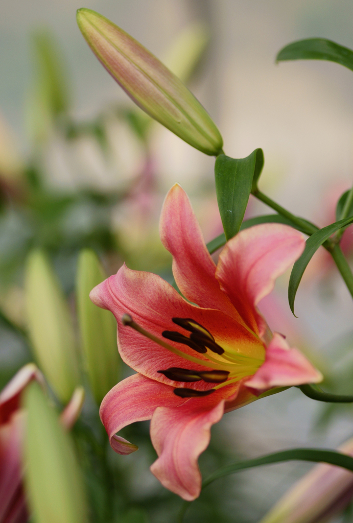 Lily