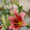 Lily