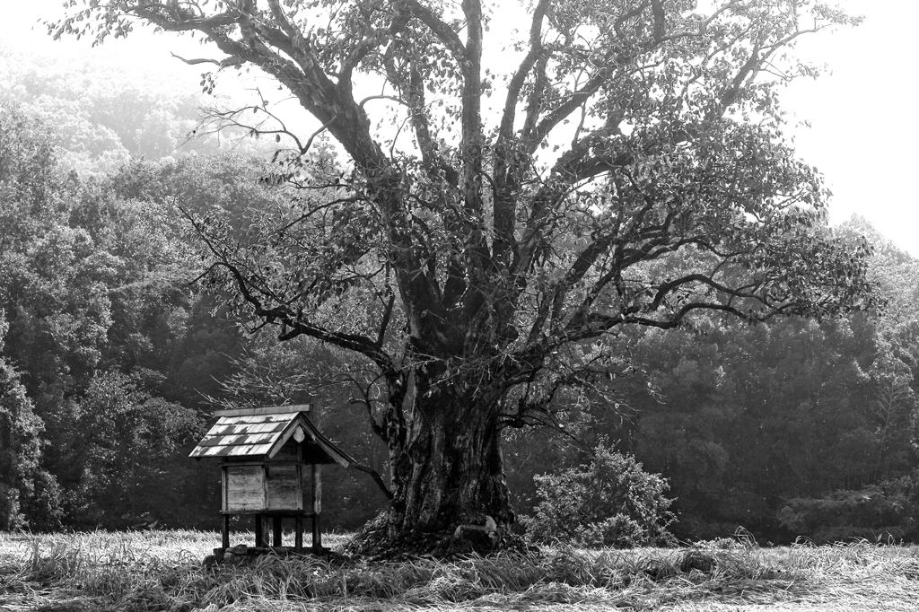 Tree of God