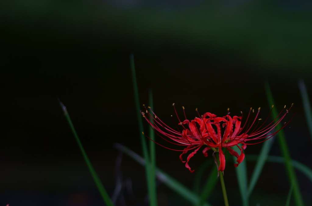Red spider lily (Japanese style)