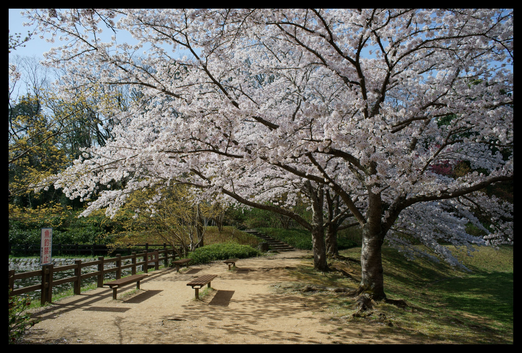 桜
