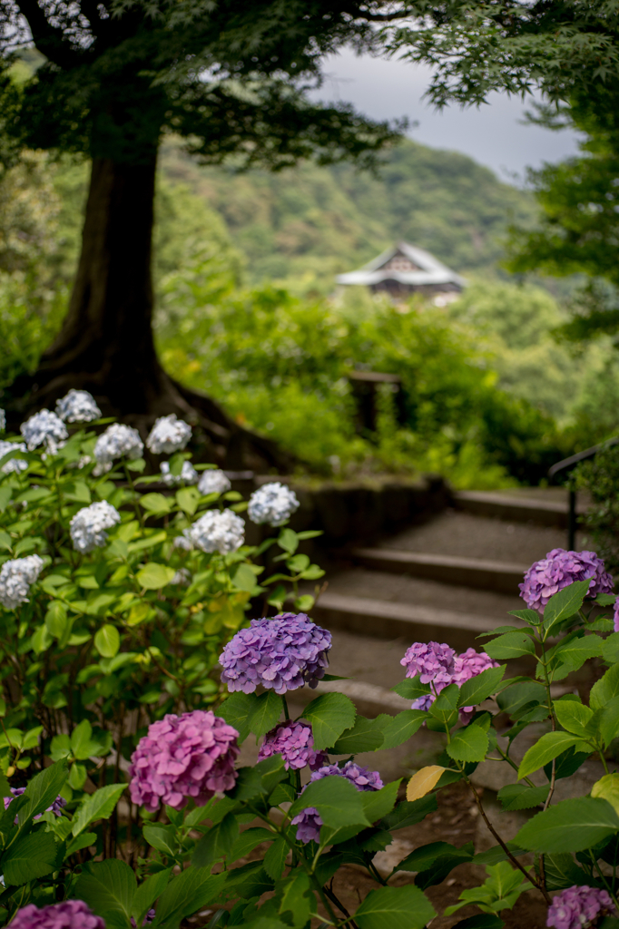 信貴山の紫陽花 (1)