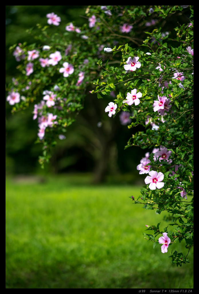 Hibiscus syriacus