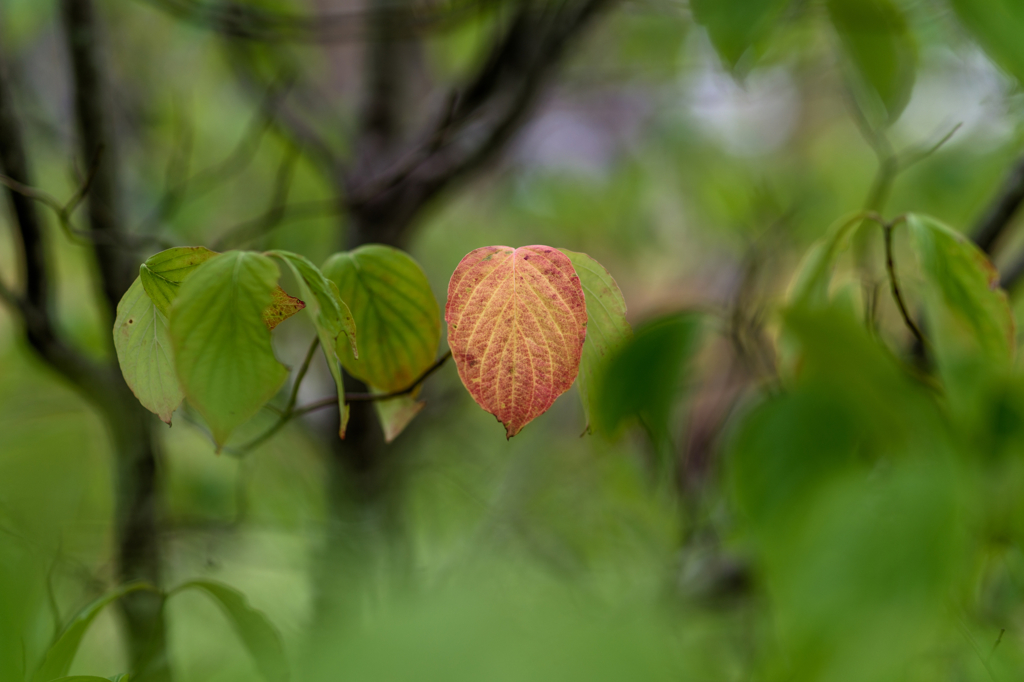 Small autumn