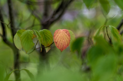Small autumn