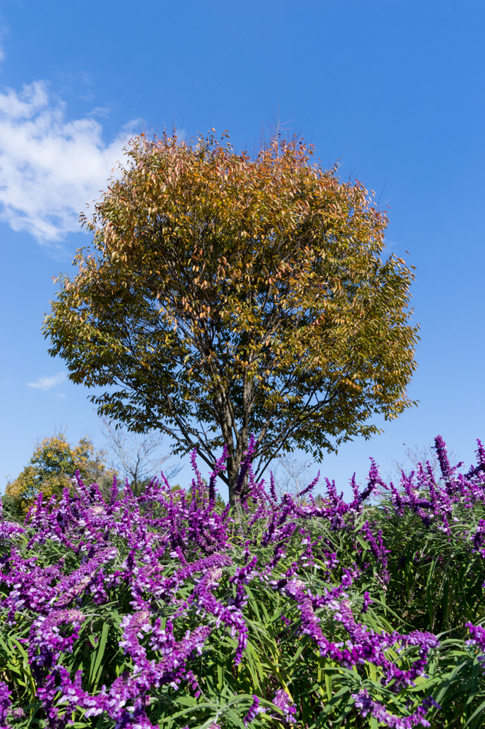 Scenery of autumn sky (NO1)