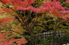 Autumn in Japan