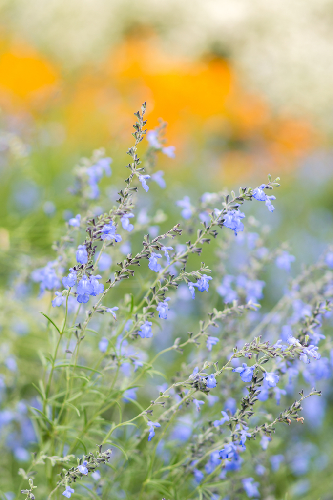 花が散る