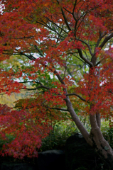 Autumnal leaves