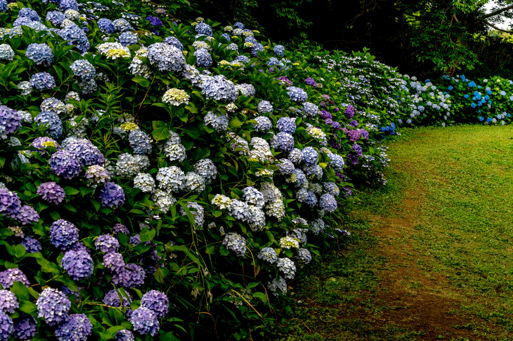 Hydrangeas in full bloom