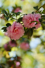 Camellias