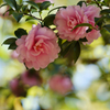 Camellias