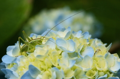 紫陽花で見つけた（バッタ）